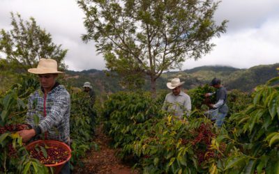 Coffee production in Guatemala
