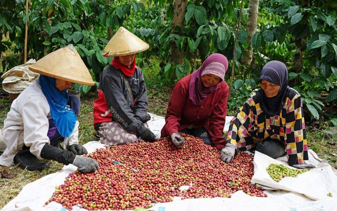 Coffee production in Indonesia – traditional and gorgeous tasting coffee
