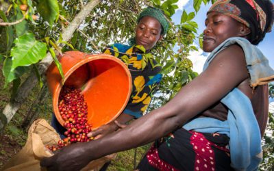 Rwanda coffee beans – the gentle African coffee